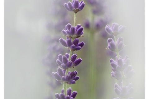 Lavendel mit viel Unscharf