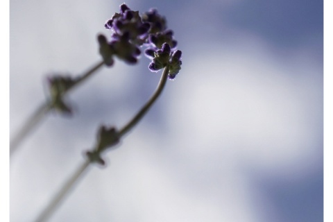 Lavendel mit viel Unscharf