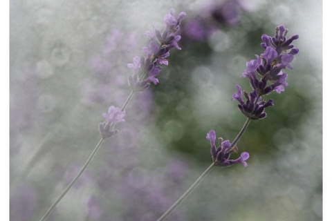 Lavendel mit viel Unscharf