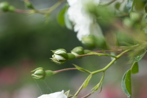 1-Weisse-Rosenblüte-und-Knospen