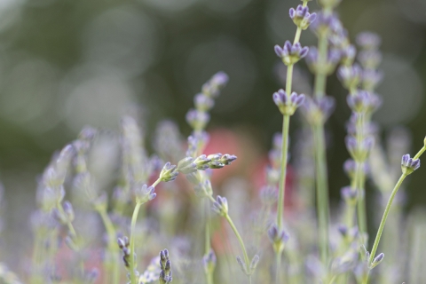 2-Blauer-Lavendel-hell