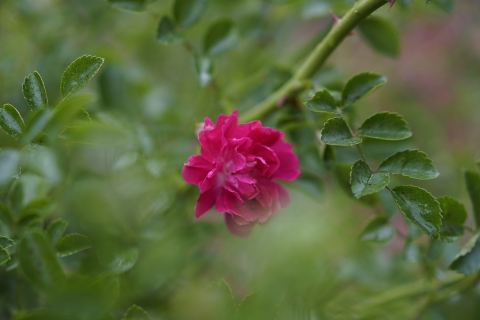 3-Keine-Rose-ohne-Dornen