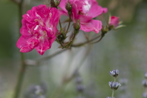 4-Rosen-und-Lavendel