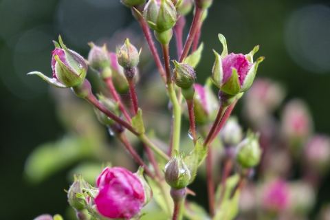 7-Pinkfarbene-Rosenknospen-mit-Bokeh